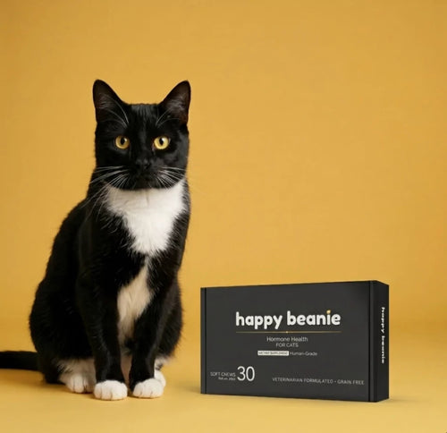 Happy Beans for Cats — 30 soft chews box